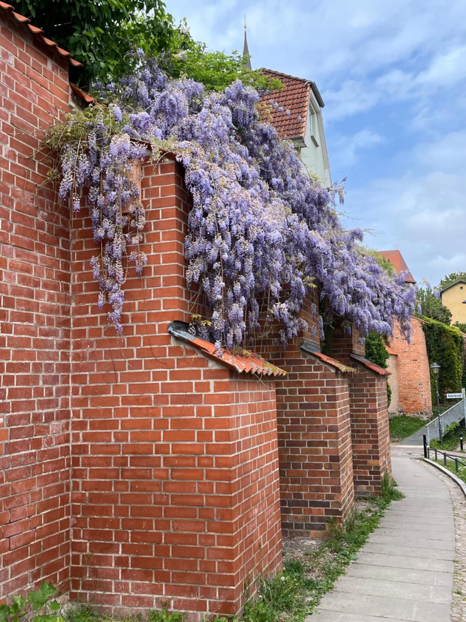 Ferienwohnung An Der Historischen Stadtmauer Rostock Exterior foto